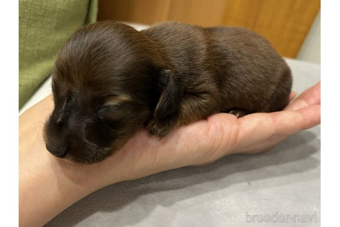 成約済の愛知県のカニンヘンダックスフンド(ロングヘアード)-338583の56枚目